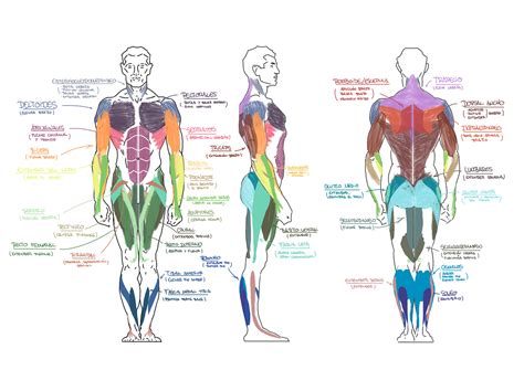 Infografia Cuerpo Humano Cuerpo Humano Anatomia Humana Anatomia Y Images