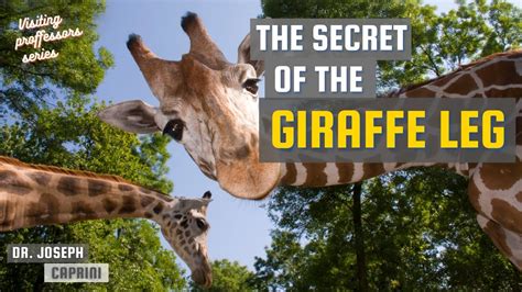 The Secret Of The Giraffe Leg Why Is It Important For The Health Of Our Legs Youtube