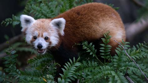 Officials Treetops Gave Red Panda Escape Route From Zoo