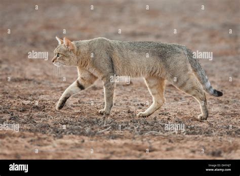 African Wildcat Felis Sylvestris Lybica Walking In The Kalahari