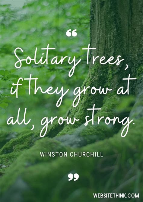67 Insightful Sayings And Quotes About Trees🥇 Images