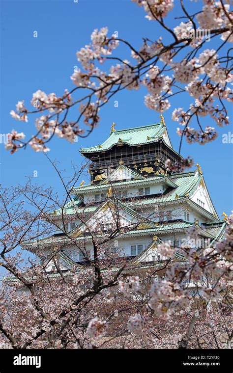 Osaka Castle Seen Through The Branches Of Flowering Cherry Trees During