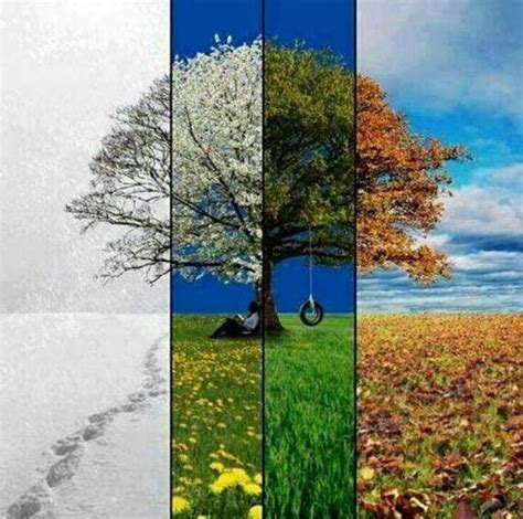 59 Best Four Season Tree Images On Pinterest Four Seasons Tree Art