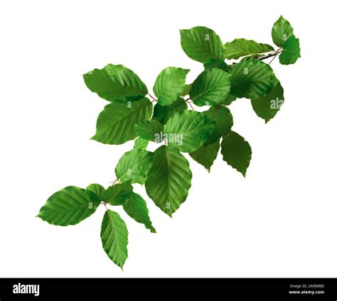Isolated Beech Leaf Hi Res Stock Photography And Images Alamy