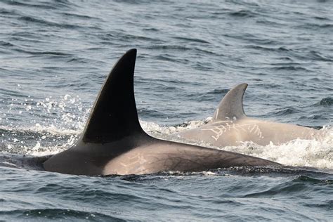 Rare White Young Killer Whale Swimming Off The British Columbia Coast