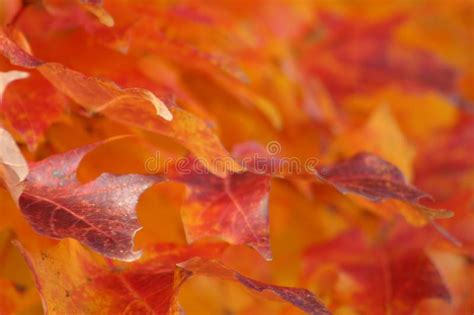 Orange Red And Yellow Autumn Leaves Or Warm Fall Colors Stock Photo