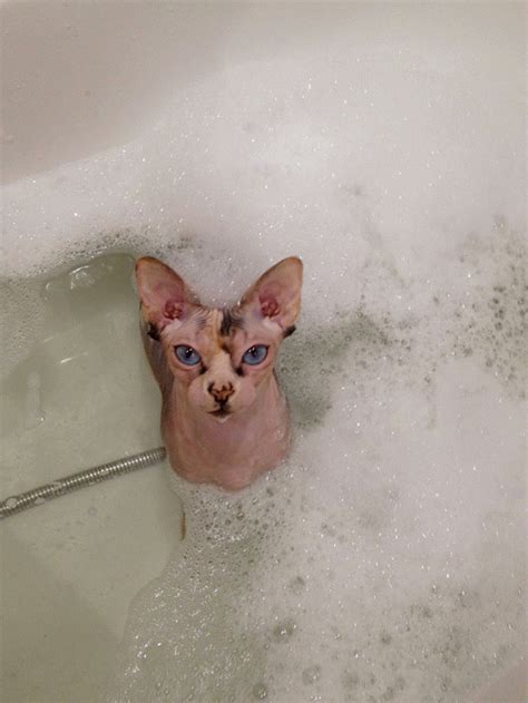 Do You Have To Bathe Sphynx Cats Saeqqi