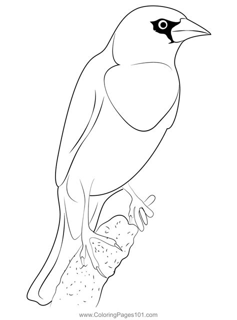 Yellow Headed Blackbird Coloring Page For Kids Free New World