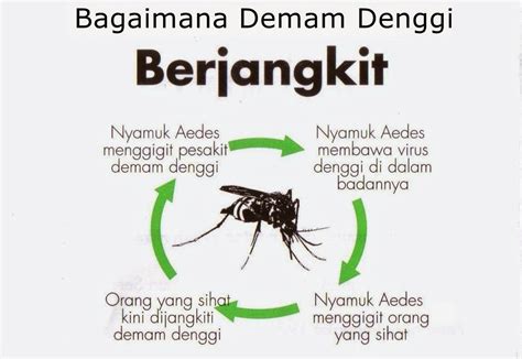 Cara Membiak Nyamuk Aedes Hot Sex Picture