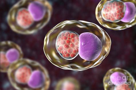 Chlamydia Trachomatis Bacteria Photograph By Kateryna Konscience Photo