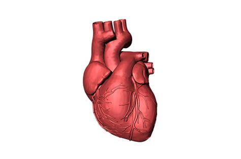Free Illustration Heart Blood Organ Human Beat Free Image On
