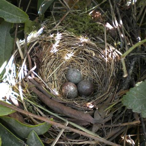 White Crowned Sparrow Nest And Eggs The White Crowned Sparrow Breeds