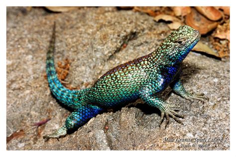 Spiny Lizard Fun Animals Wiki Videos Pictures Stories