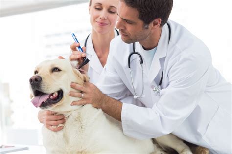Find veterinarians and clinics in your area using our easy to use search tools. Emergency Vet Near Me Los Angeles | Emergency Vet CA ...