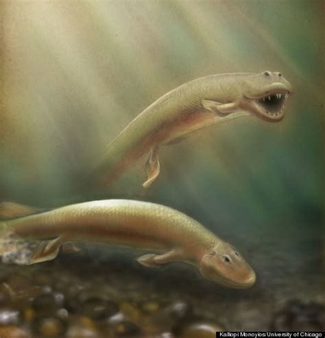 Ancient Fish With Legs Tiktaalik Roseae May Be Missing