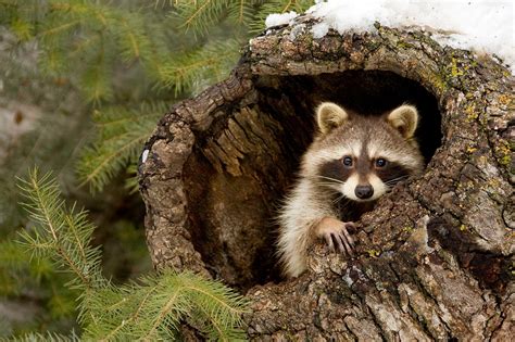 Nature Animals Raccoons Wallpapers Hd Desktop And