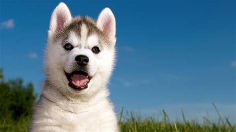 Share the best gifs now >>>. Cute Husky Puppy HD wallpaper