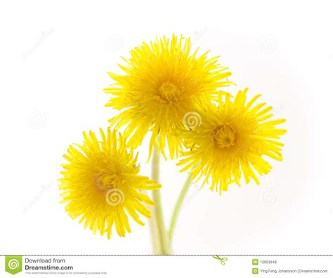 Three Dandelions Isolated On White Stock Image Image Of Flowers