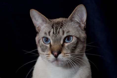 Lynx point siamese cats are a subdued version of the purebred siamese. Lynx Point Siamese Cat Stock Photo - Download Image Now ...