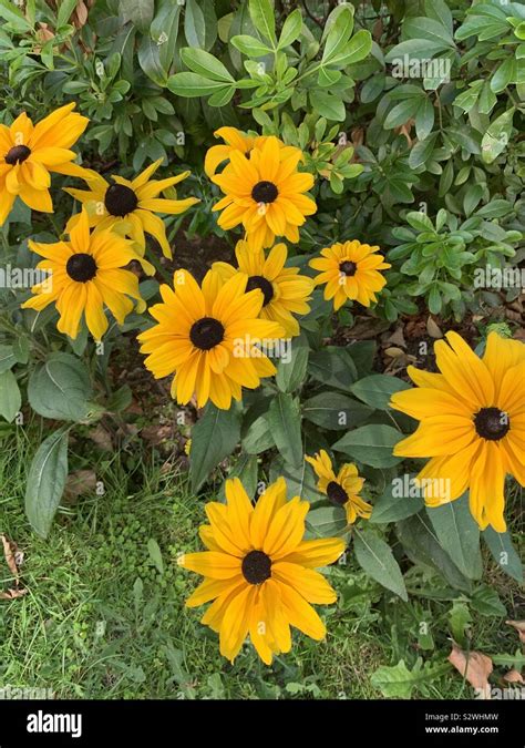 Yellow Daisy Sunflowers Stock Photo Alamy