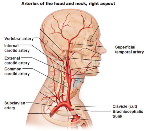 The main artery in your neck is called the carotid artery. Major Arteries The Head Neck Pictures Images - Frompo