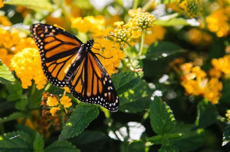 Historic Deal Will Protect Millions Of Acres Of Monarch Butterfly