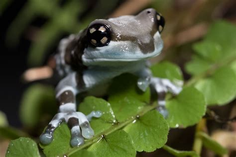 Mission Golden Eyed Tree Frog Scaly Slimy Spectacular The Amphibian