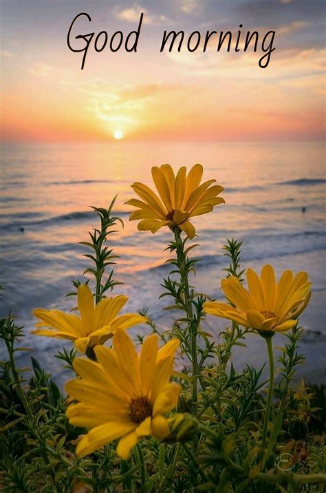 Good Morning Flowers Photography Beautiful Flowers Beautiful Landscapes