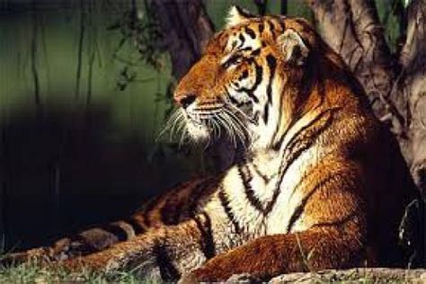 Populasi Harimau Di Nepal Naik 38 Persen ANTARA News
