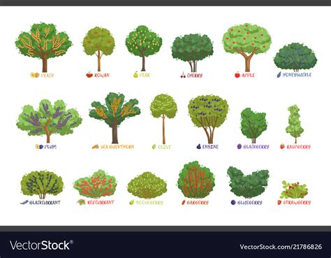 Fruit Tree Names With Pictures