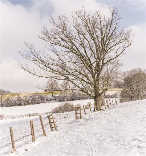 Bare Tree With Ground Covered By Snow · Free Stock Photo