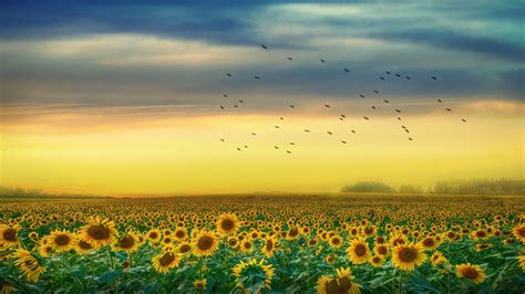 Sunflower Field At Sunset 4k Ultra Hd Wallpaper Background Image