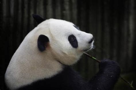 Panda Faked Being Pregnant For Extra Food Latest Others News The New Paper
