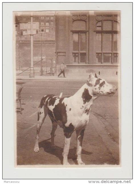 Great Dane 1920