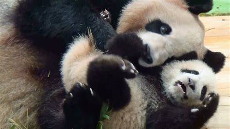 Panda Baby With His Mother パンダ 熊猫 Youtube