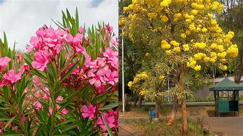Bunga Jepun Oleander Tanaman Hias Populer Di Indonesia