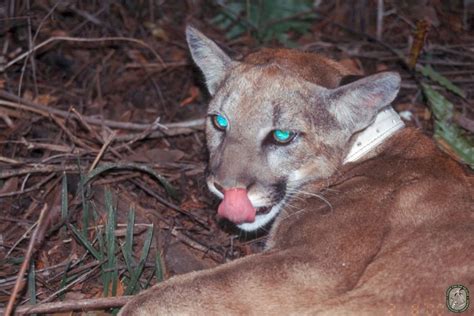 Fwc Says Florida Panther Sightings Have Increased St Pete Fl Patch