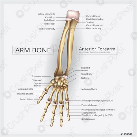 Arm And Hand Bone Vector Illustration Stock Vector 1253301 Crushpixel