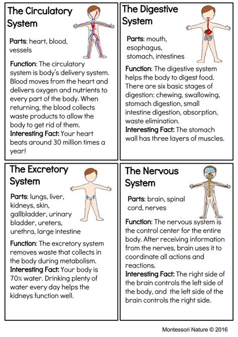 Systems Of The Human Body Montessori Printable Teaching Body