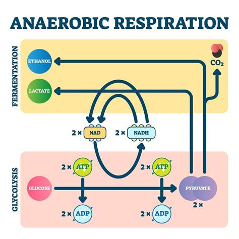 Anaerobic Respiration Anaerobic Respiration Biology Lessons Krebs Cycle