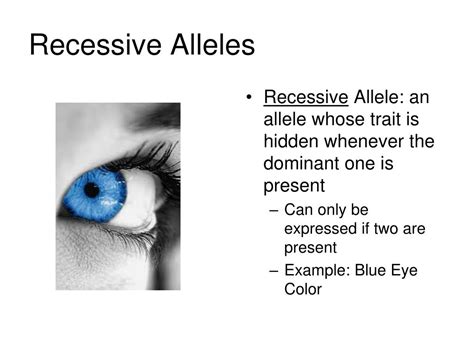 Recessive alleles are also responsible if you have no hair on the back of your hand, if your little finger is straight rather than bent and if your big toe is longer than the one right next to it. PPT - Introduction to Heredity PowerPoint Presentation ...