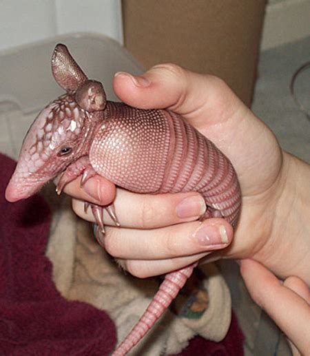Tigers like to swim in water. Spotlight on: Baby Armadillos! | Baby Animal Zoo