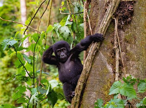 Flying Gorilla Trekking Safaris In Uganda To Bwindi