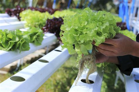 Is Hydroponic Farming A Solution To The Global Food Problem Healing