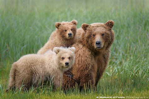 Bear Cub Photo Tour 2018 — Robert Otoole Photography