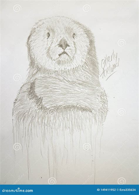 Sea Otter Sketch Drawing Stock Photo Image Of Animals 149411952