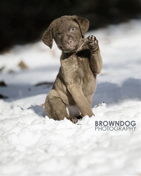 Its Playtime Cute Animals Playtime In The Snow Cute Animals Puppies