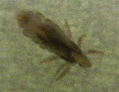 Bugs cannot attach themselves to your hair follicles or scalp like lice or mites. Human Louse - What's That Bug?