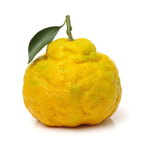 牙买加丑橘白色背景葡萄柚分离着色绿色水果酸味全身像蛋塔丑陋摄影素材汇图网