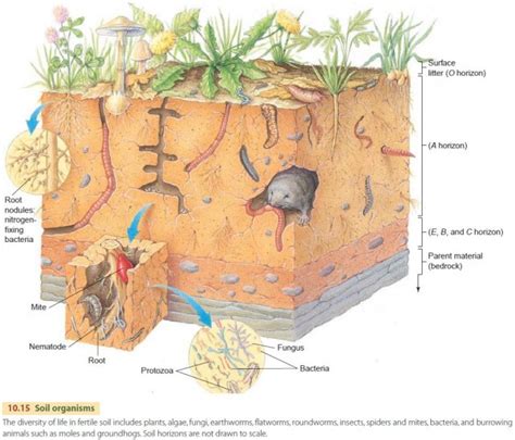 Soil Development